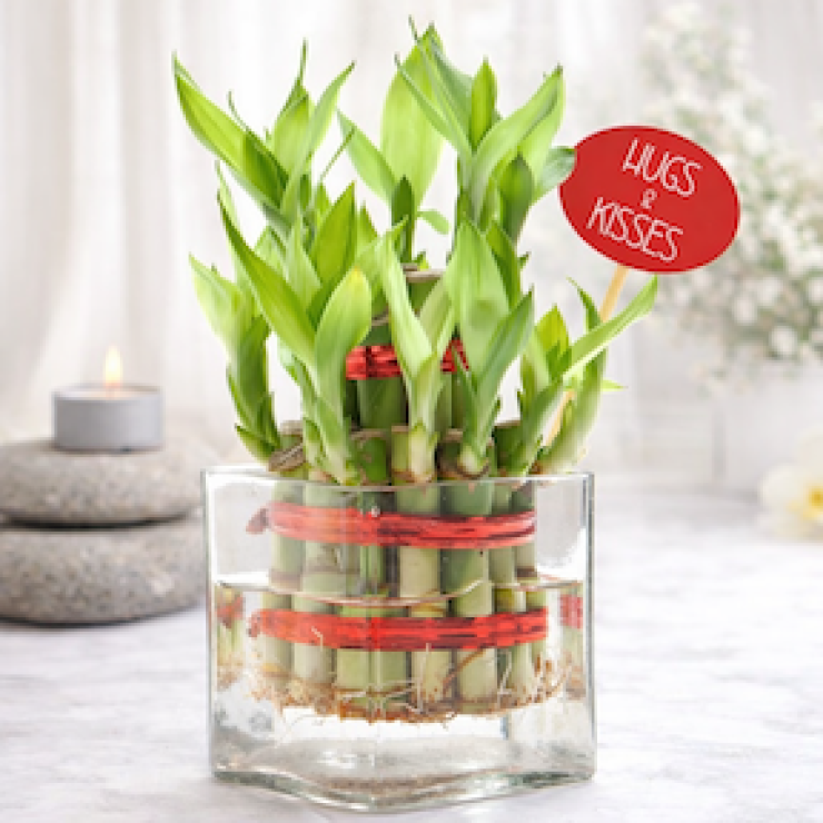 Lucky bamboo plant in clear glass vase with hugs and kisses tag, a romantic green gift symbolizing love and prosperity